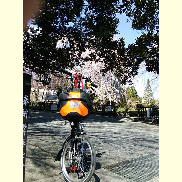 東郷寺のしだれ桜
