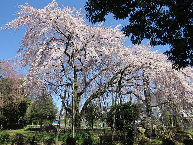 東郷寺のしだれ桜